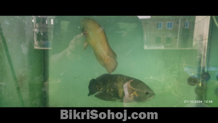 Two big size OScar Fish for aquarium for sale.